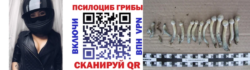 Псилоцибиновые грибы Psilocybine cubensis Верхний Тагил